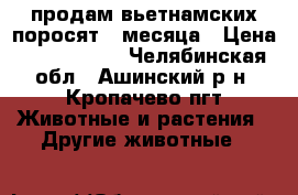 продам вьетнамских поросят 4 месяца › Цена ­ 3000-3500 - Челябинская обл., Ашинский р-н, Кропачево пгт Животные и растения » Другие животные   
